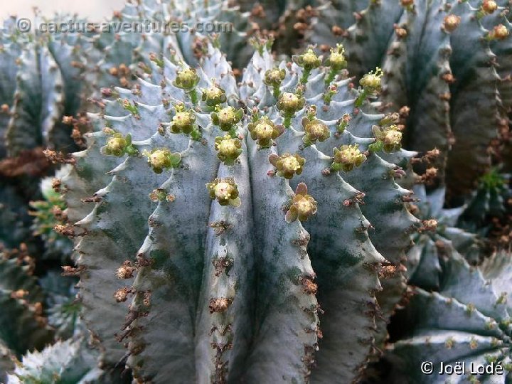 Euphorbia horrida P1190124